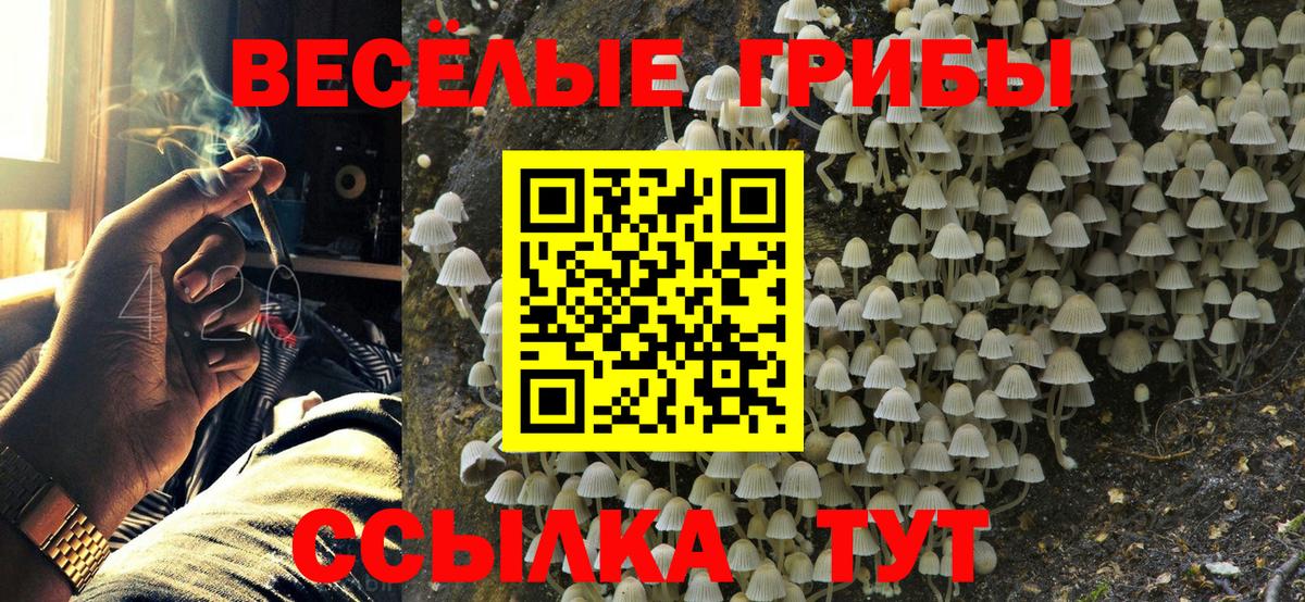 Псилоцибиновые грибы Psilocybine cubensis Междуреченск